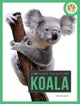 Spotlight on Nature: Koala