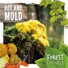 Rot & Mould