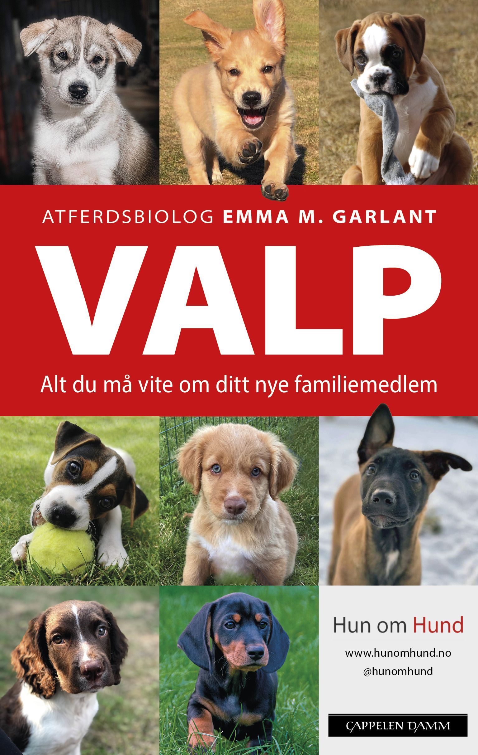 Valp - alt du må vite om ditt nye familiemedlem