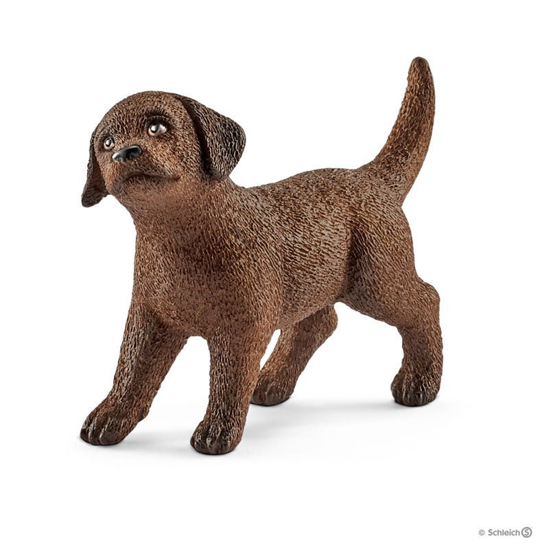 Labrador Retriever Puppy