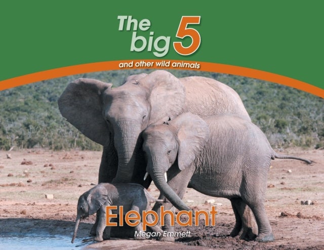 Elephant - The Big 5 and other wild animals