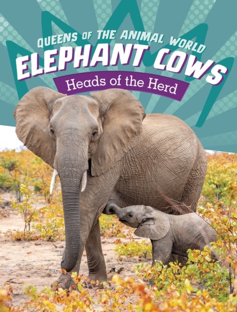 Elephant Cows - Heads of the Herd