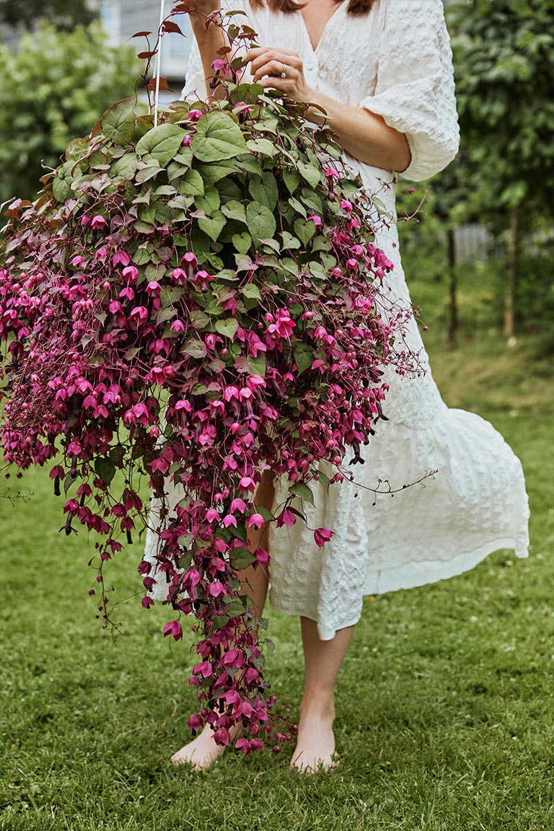 Blomstrende hage