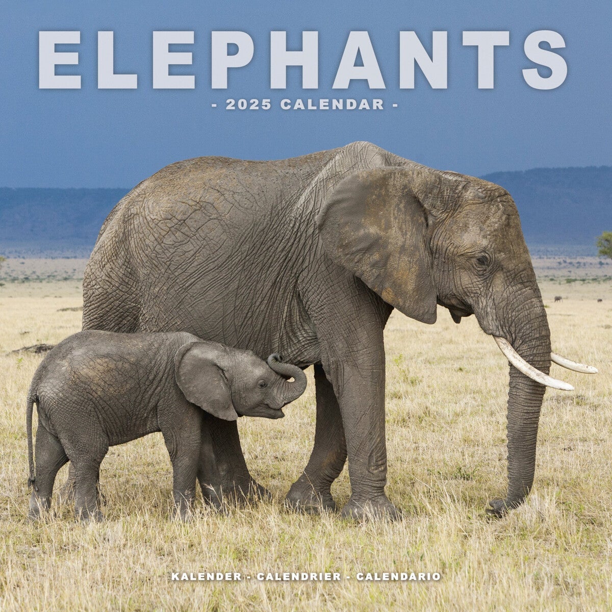 Kalender 2025 Elephants 30x30cm