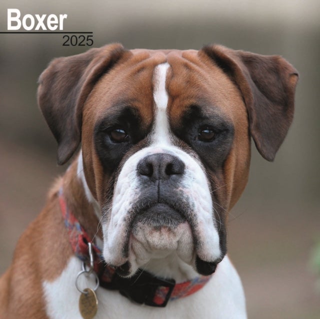 Kalender 2025 Boxer 30x30cm