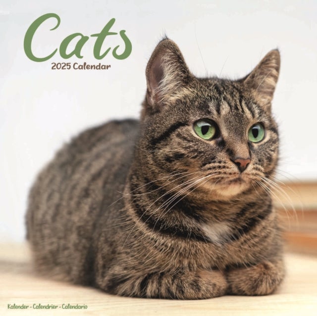 Kalender 2025 Cats 30x30cm