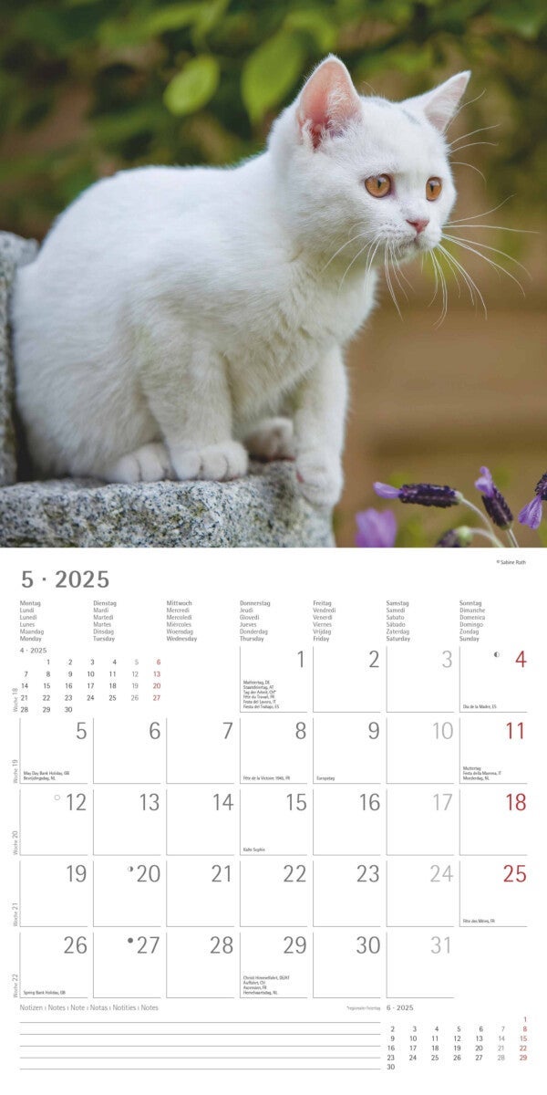 Kalender 2025 Cats 30x30cm