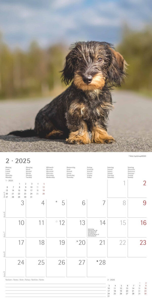 Kalender 2025 Dachshund 30x30cm