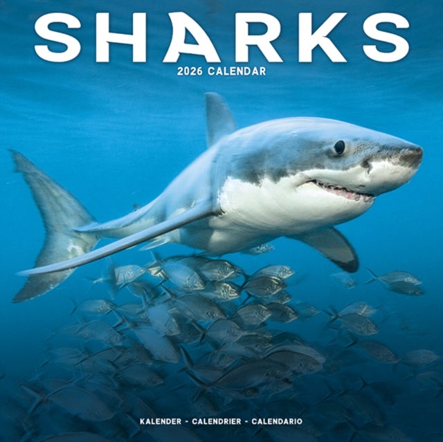 Kalender 2026 30x30 Sharks