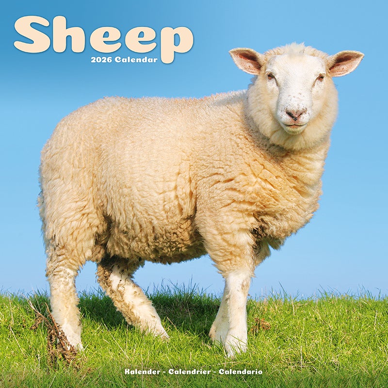 Kalender 2026 30x30 Sheep