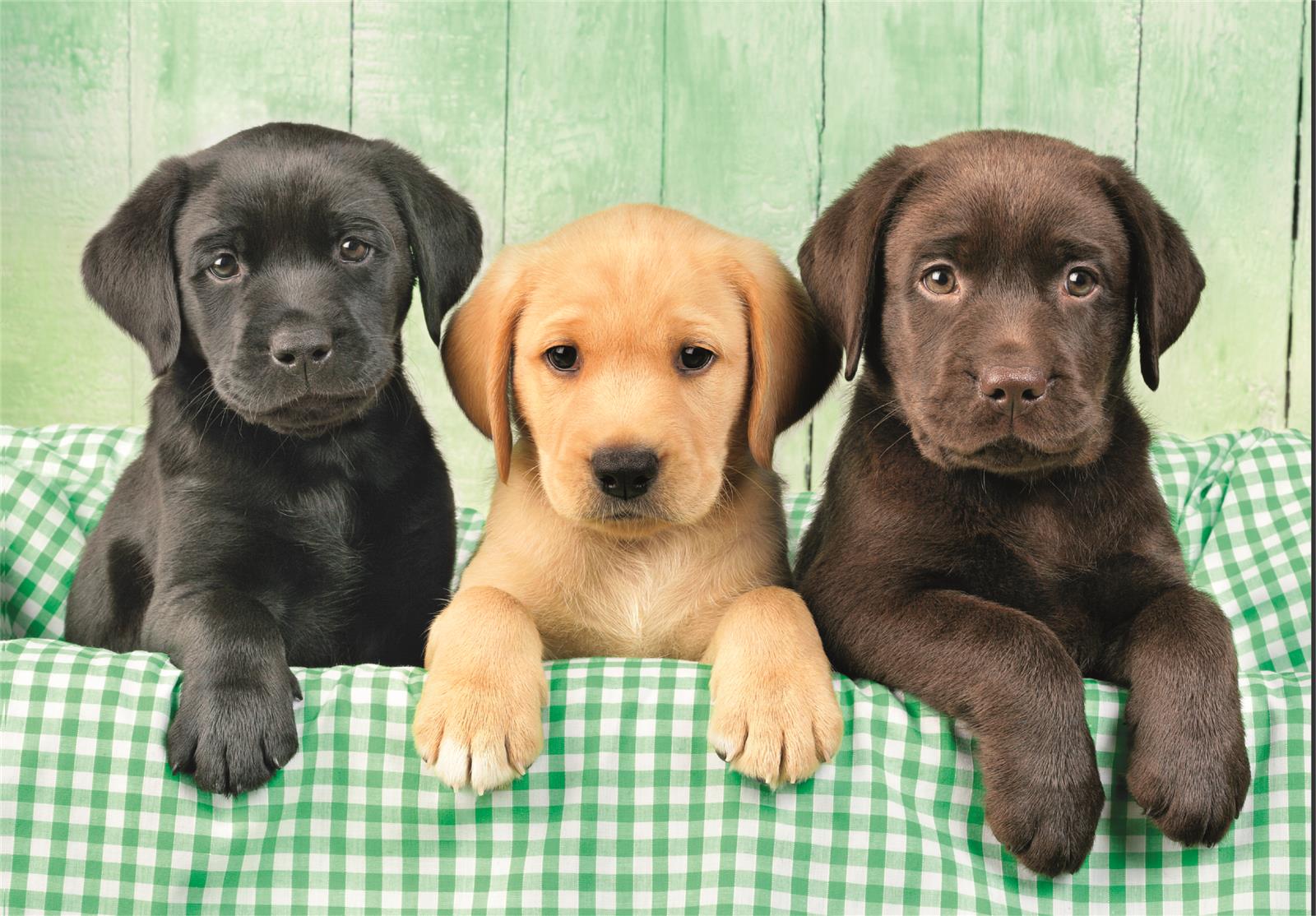Puslespill 1000 Three Labs Clementoni