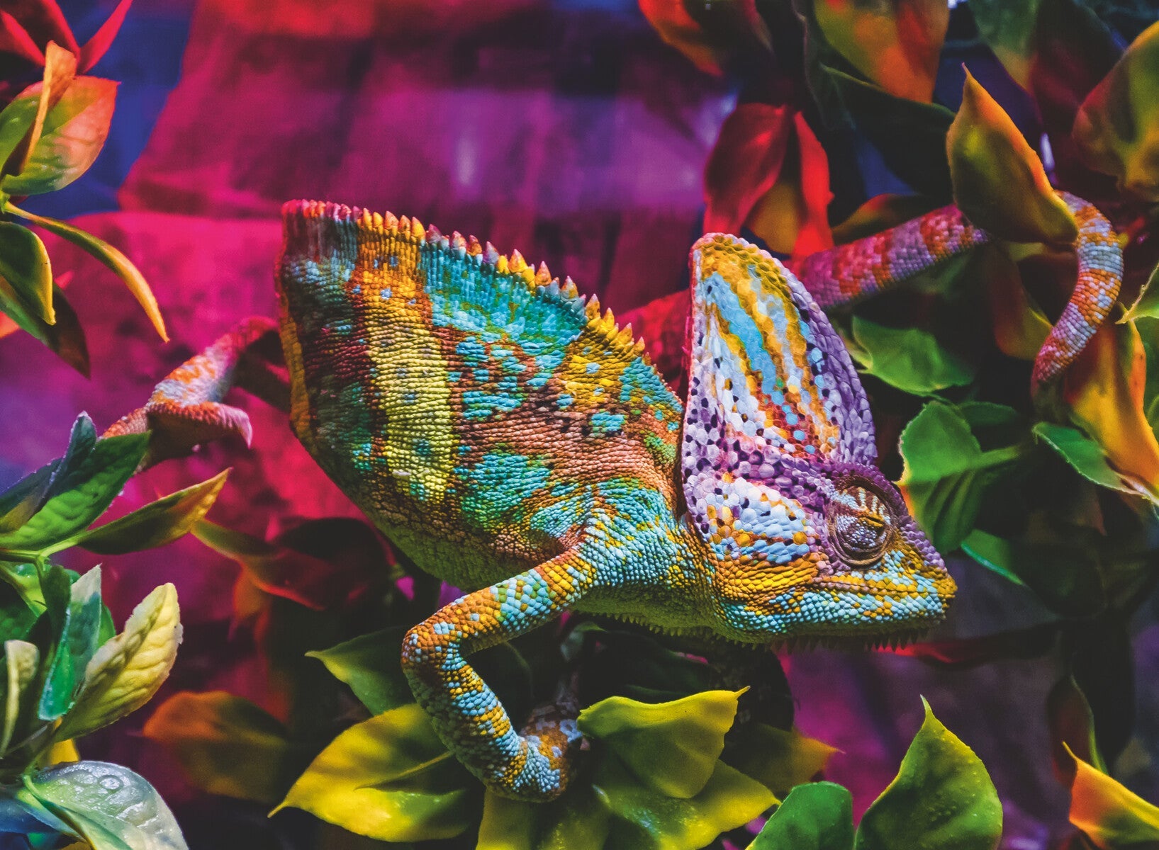 Puslespill 500 Kameleon Ravensburger