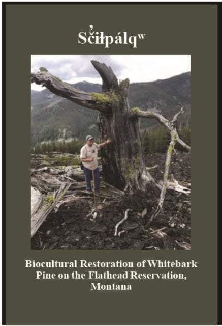 Saicpali - Biocultural Restoration of Whitebark Pine on the Flathead Reservation, Montana