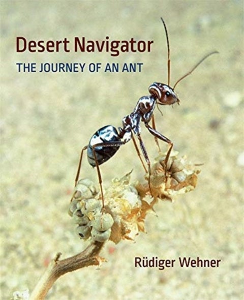 Desert Navigator - The Journey of an Ant