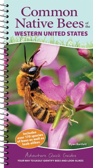 Common Native Bees of the Western United States - Your Way to Easily Identify Bees and Look-Alikes