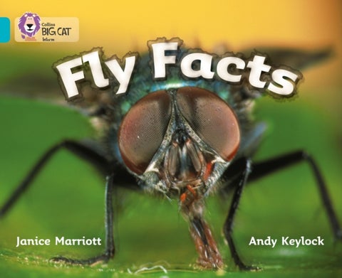 Fly Facts - Band 07/Turquoise