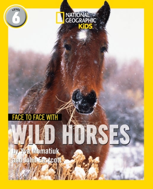 Face to Face with Wild Horses - Level 6