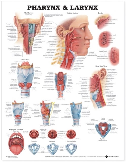 Pharynx and Larynx