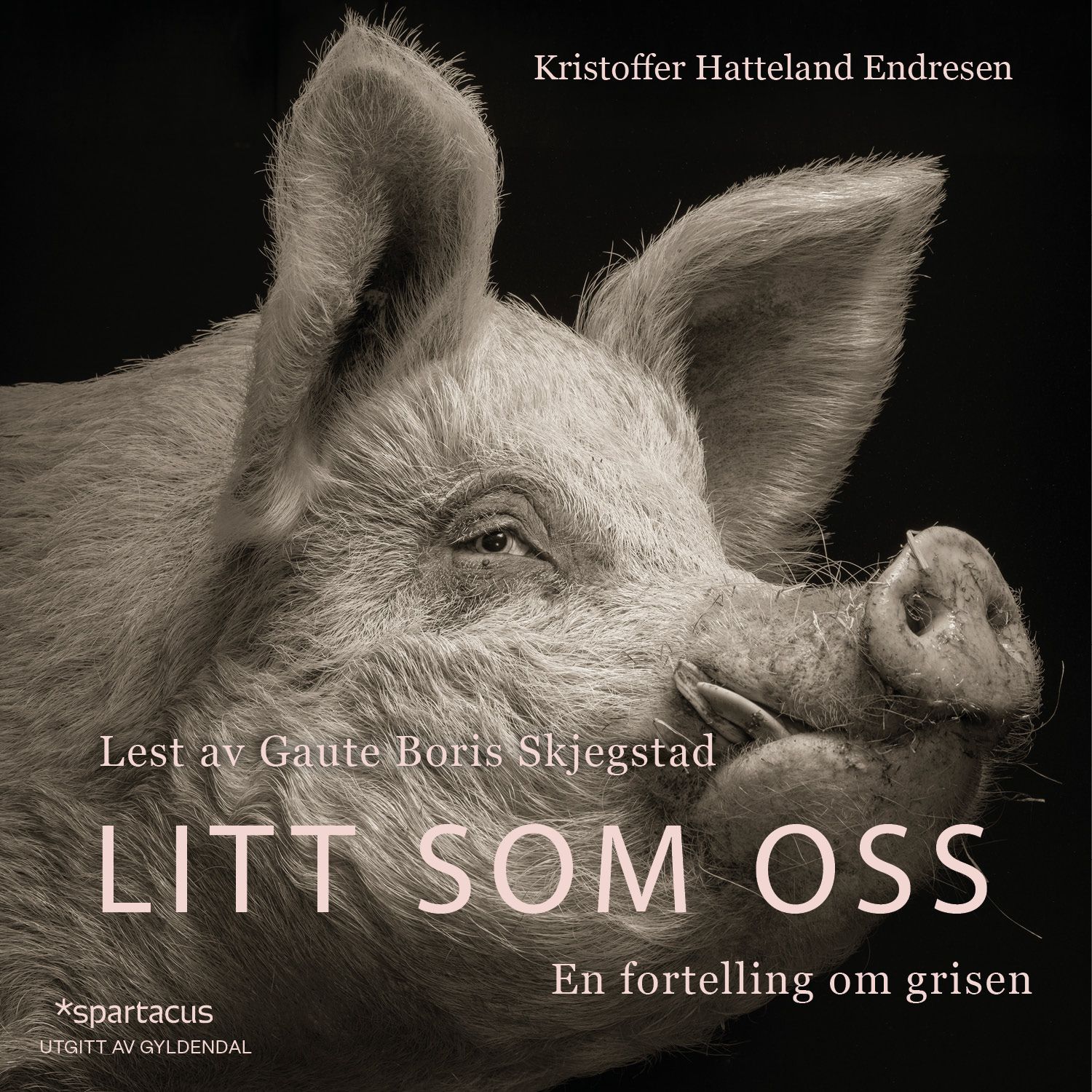 Litt som oss - en fortelling om grisen
