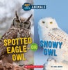 Spotted Eagle-Owl or Snowy Owl (Wild World: Hot and Cold Animals)