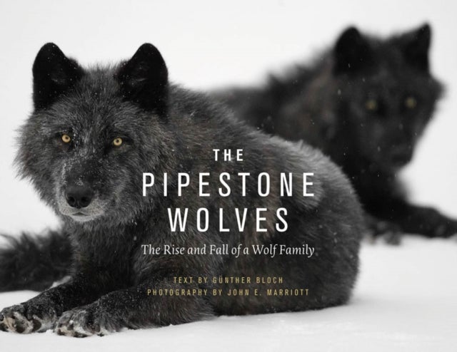 The Pipestone Wolves - The Rise and Fall of a Wolf Family