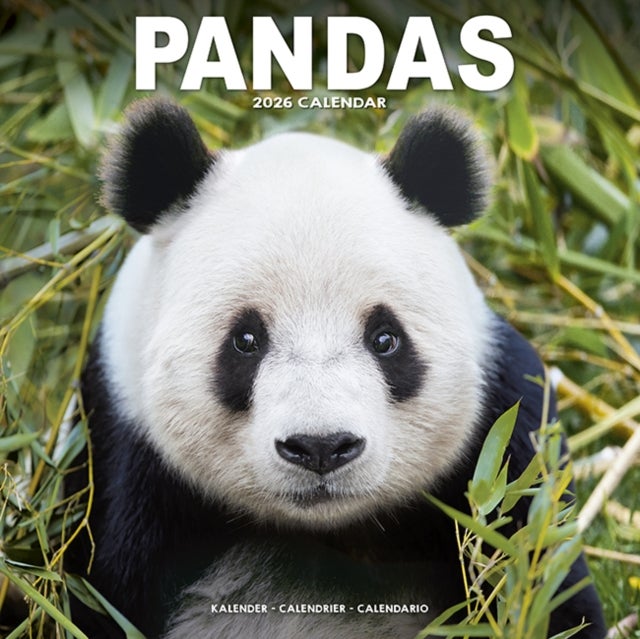 Kalender 2026 30x30 Pandas