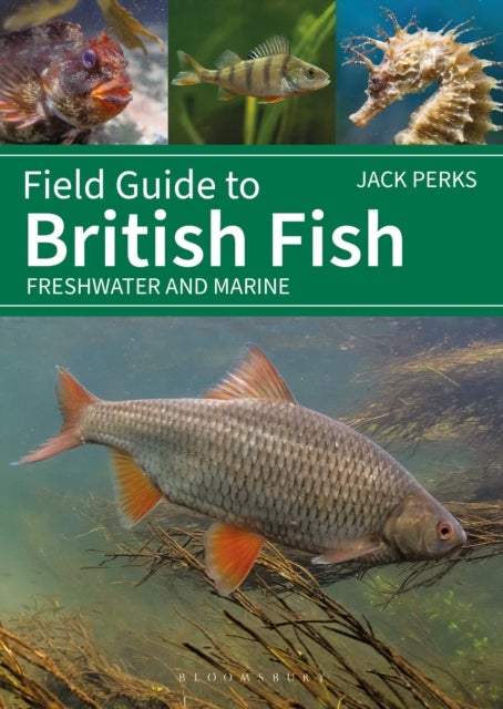 Field Guide to British Fish - Freshwater and Marine