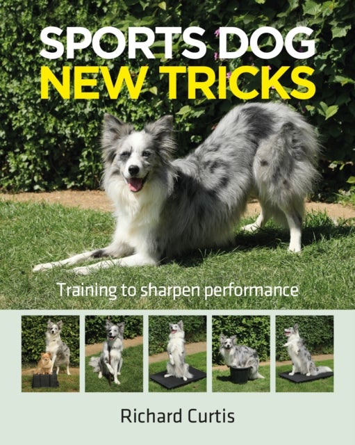 Sports Dog New Tricks - Training to Sharpen Performance