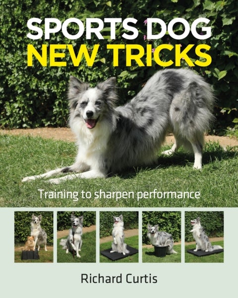 Sports Dog New Tricks - Training to Sharpen Performance