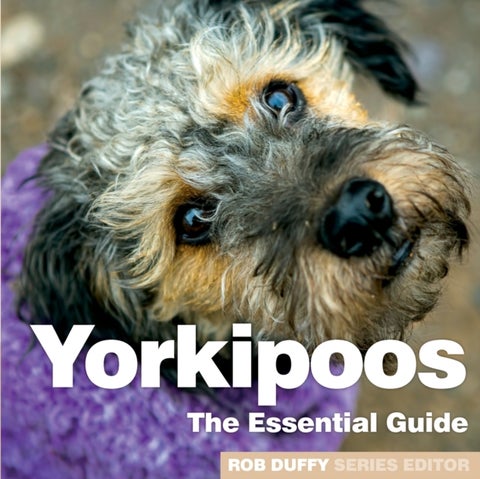 Yorkipoos - The Essential Guide
