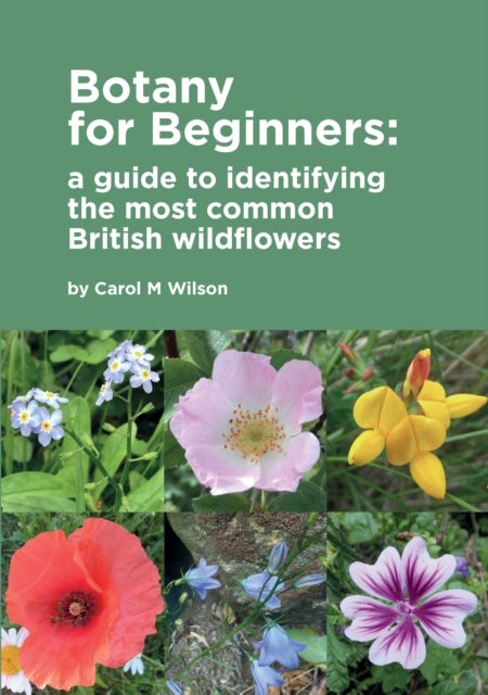 Botany for Beginners - a guide to identifying the most common British wildflowers