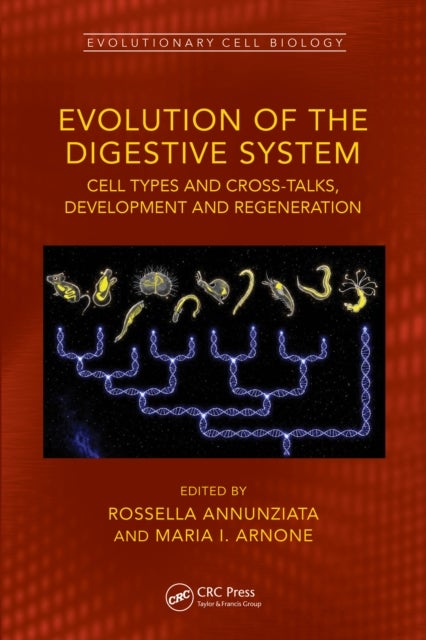 Evolution of the Digestive System - Cell Types and Crosstalks, Development and Regeneration