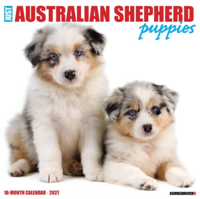 Australian Shepherd Puppies 2027 Wall