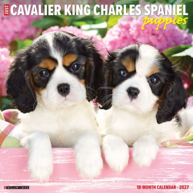 Cavalier King Charles Spaniel Puppies 2027 Wall