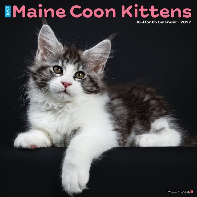 Maine Coon Kittens 2027 Wall