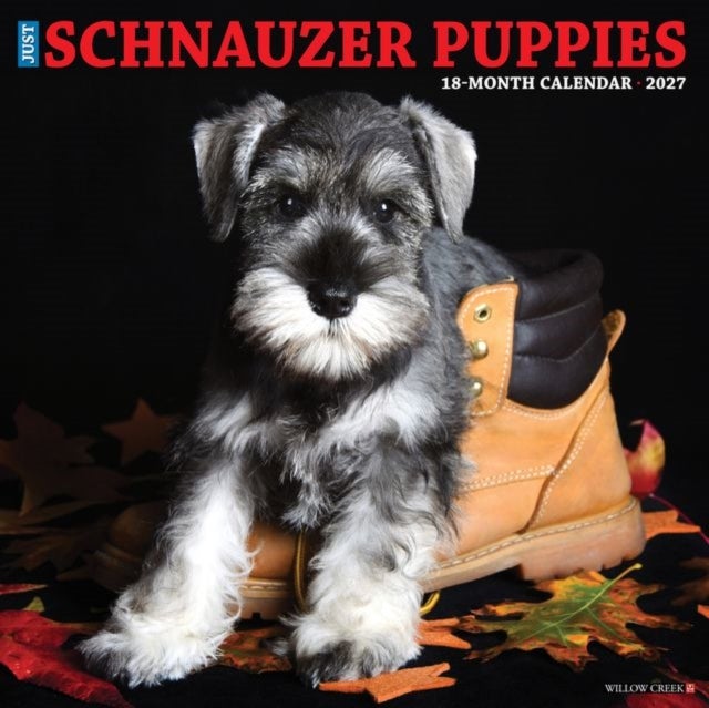 Schnauzer Puppies 2027 Wall