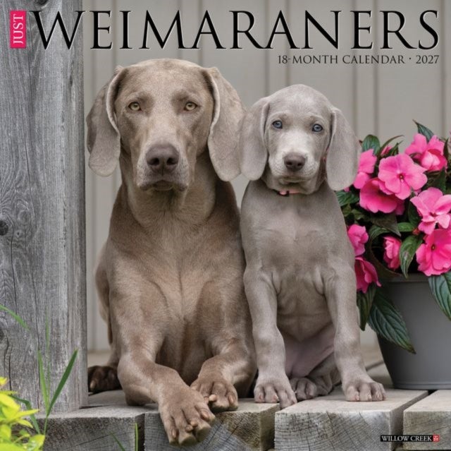 Weimaraners 2027 Wall