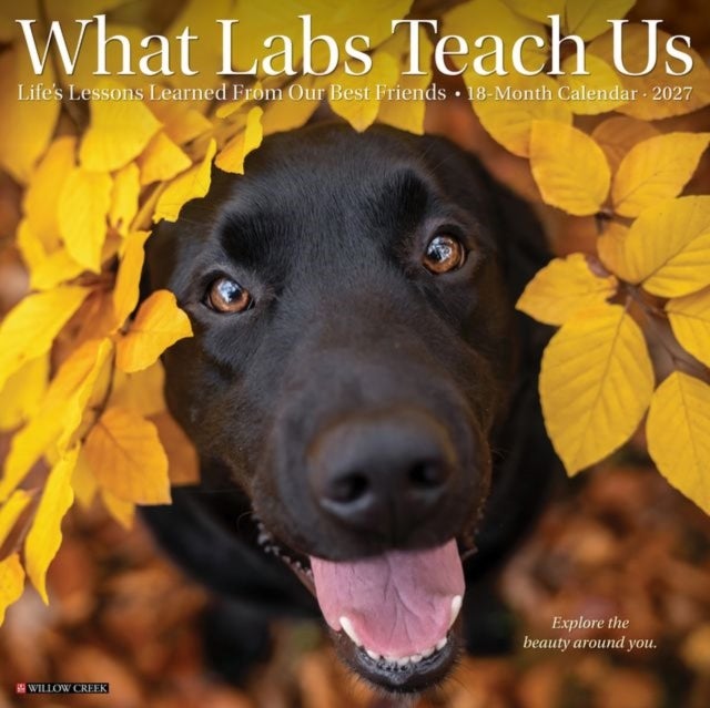 What Labs Teach Us 2027 Wall