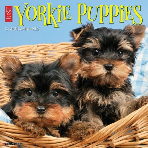 Yorkie Puppies 2027 Wall