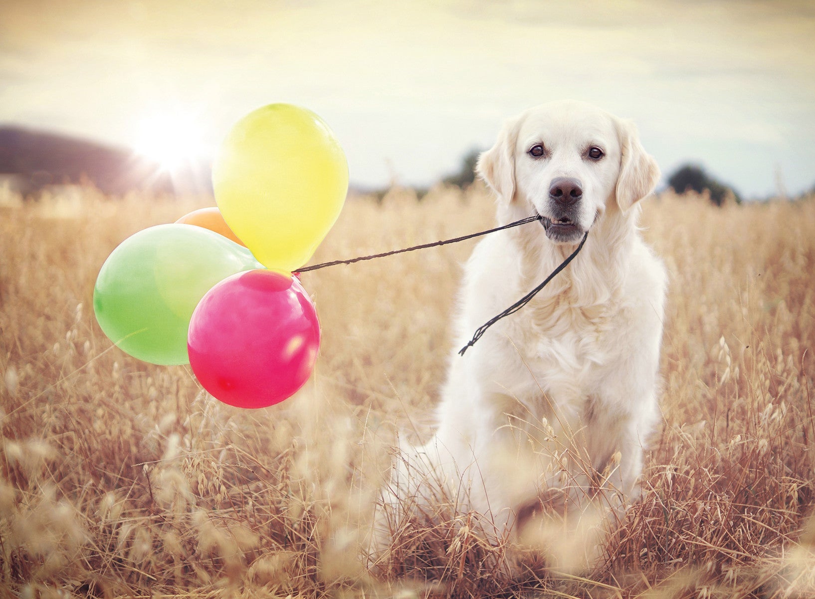 Puslespill 500 Hund Med Ballonger Ravensburger