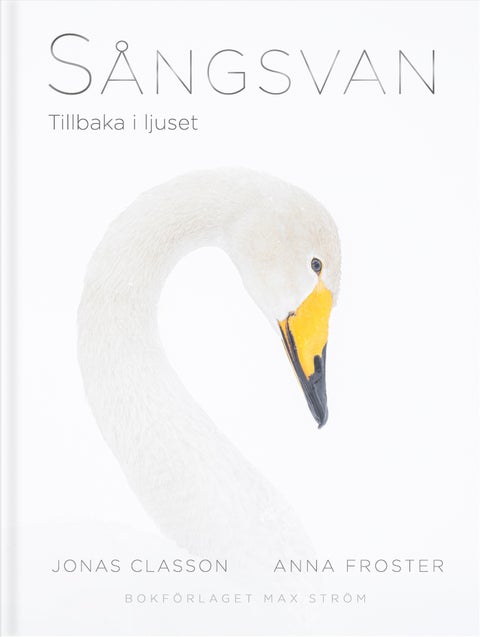 Sångsvan - Tillbaka i ljuset