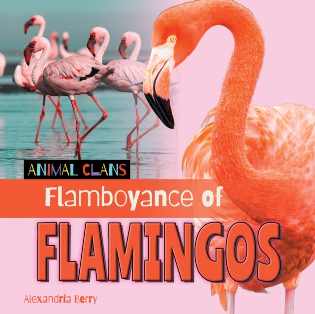 Flamboyance of Flamingos