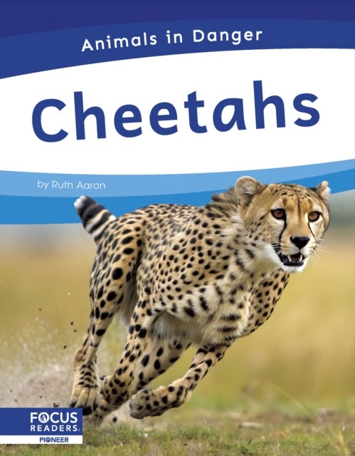 Cheetahs