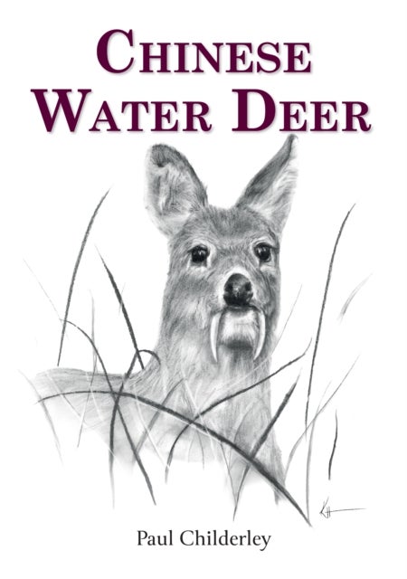 Chinese Water Deer