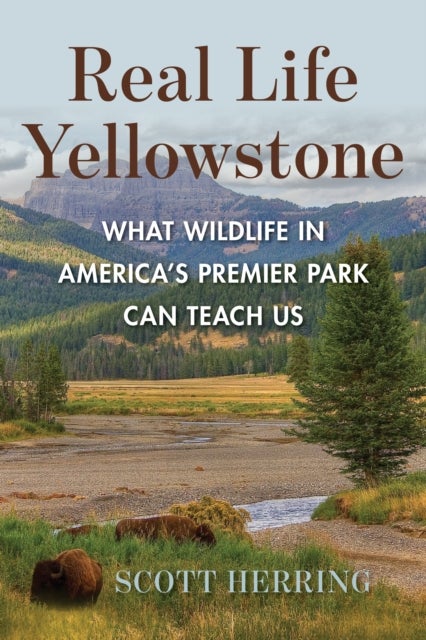 Real Life Yellowstone - What Wildlife in America's Premier Park Can Teach Us