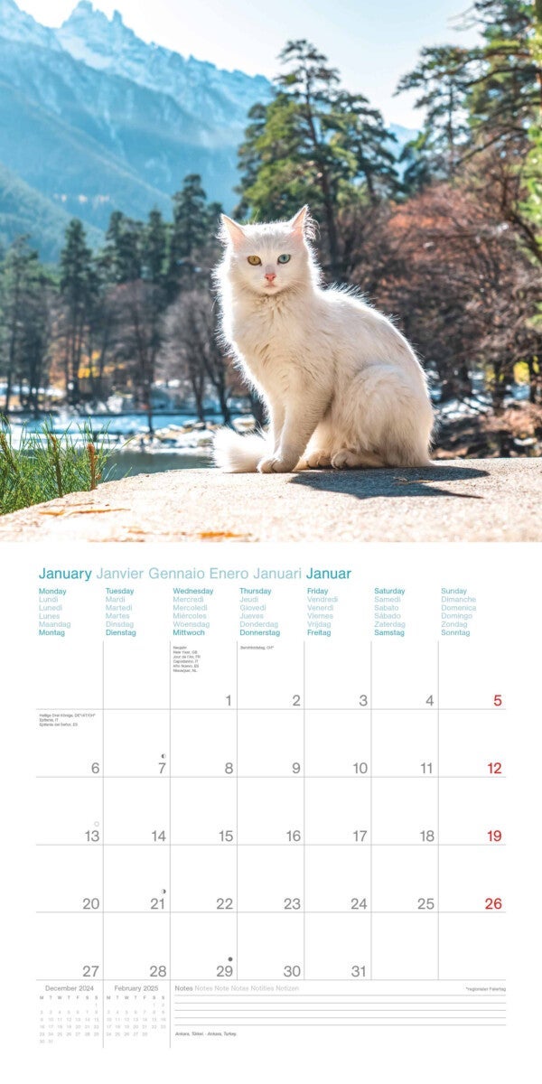 Kalender 2025 Cats in the World 30x30cm