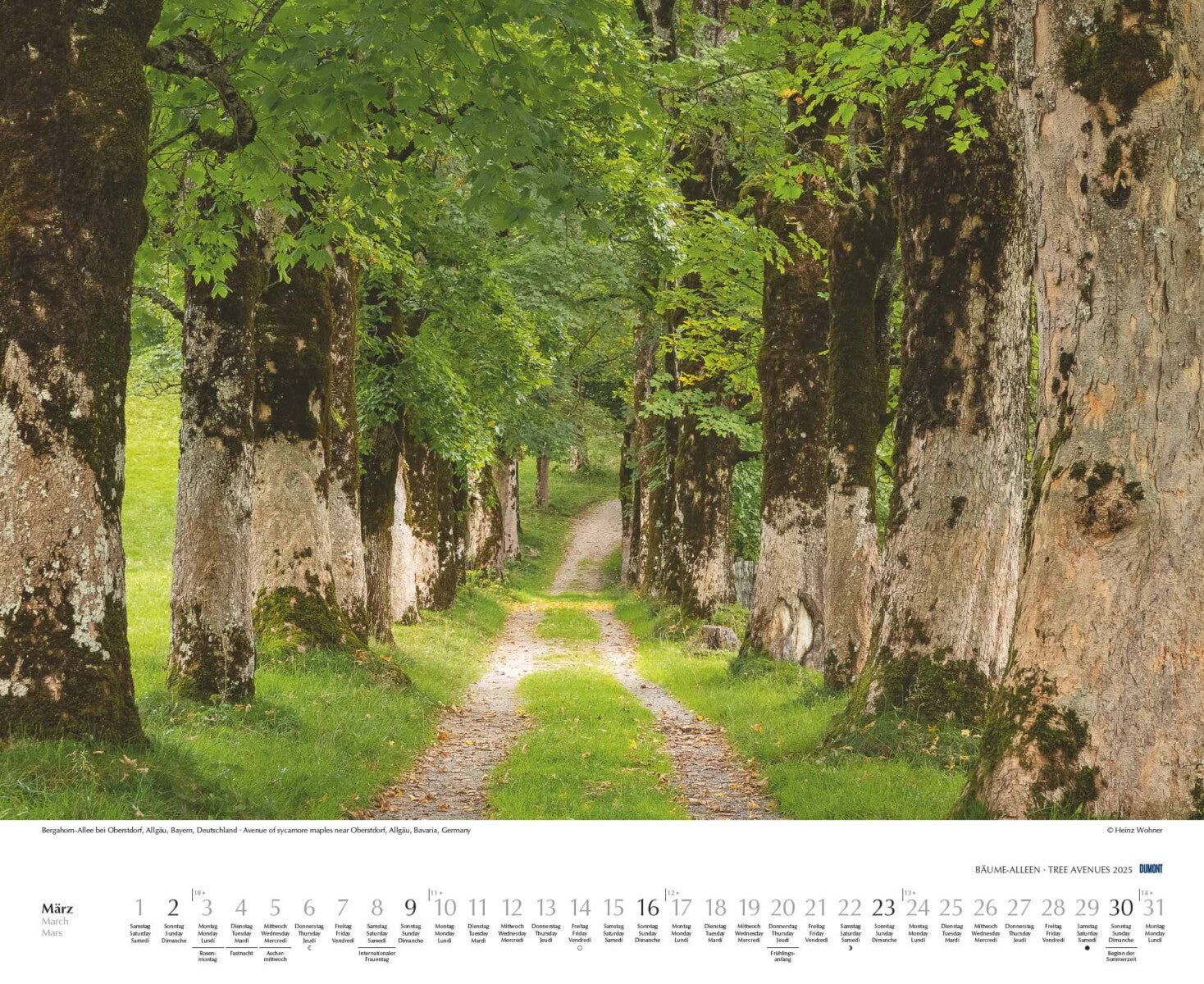 Kalender 2025 Tree Avenues 52x43cm