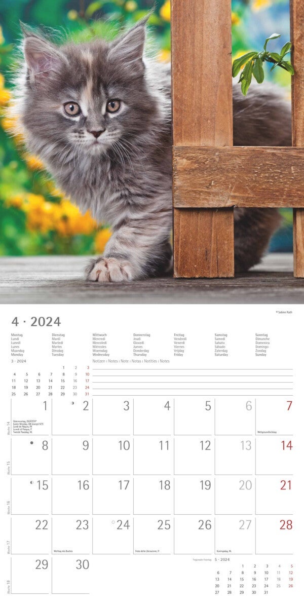 Kalender 2024 Cats 30x30cm