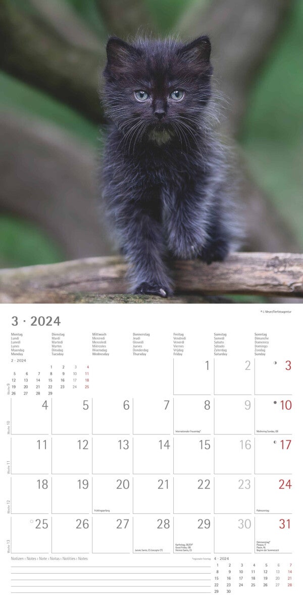 Kalender 2024 Kittens 30x30cm