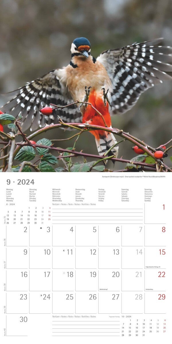 Kalender 2024 Birds 30x30cm